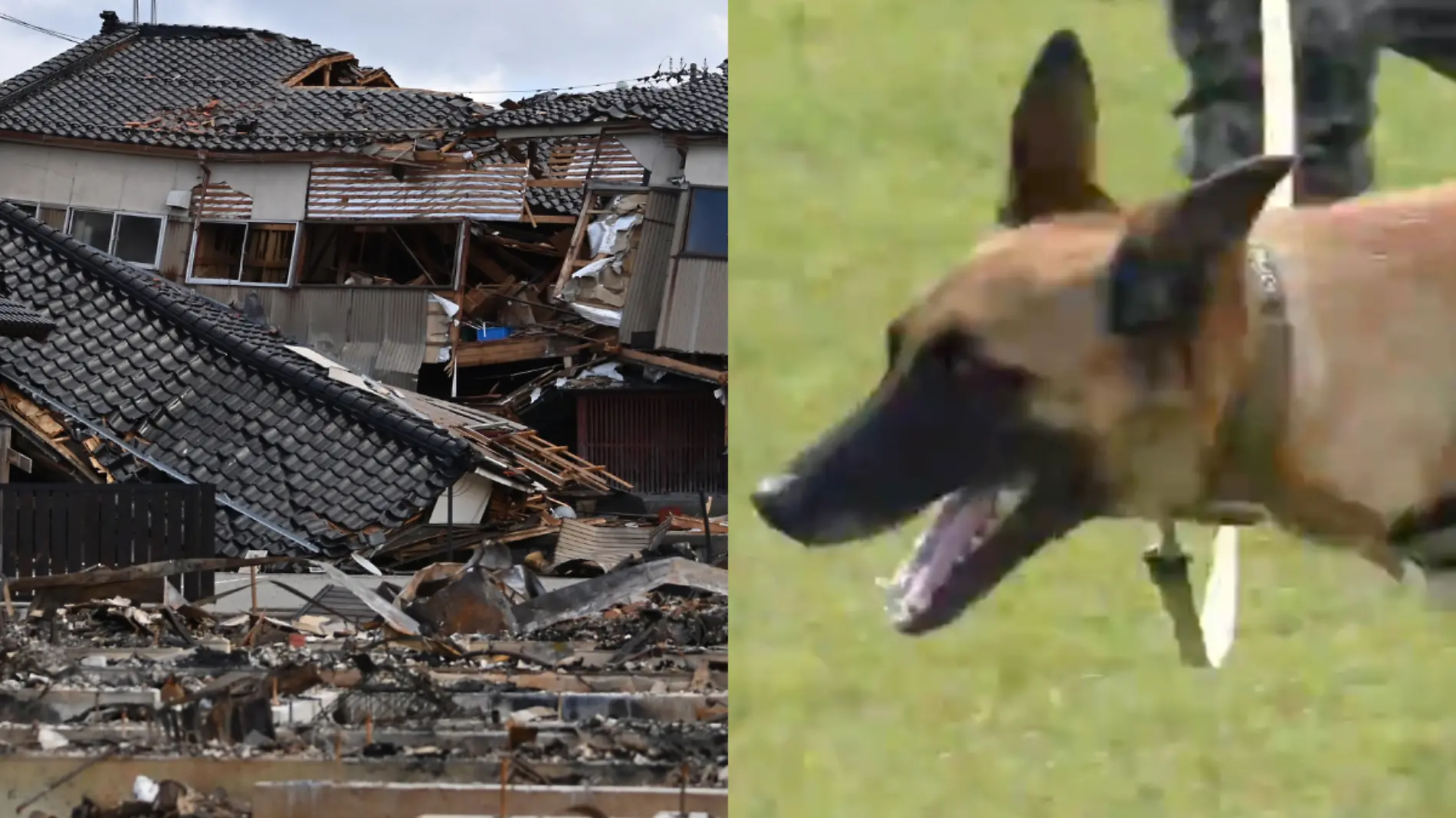 Perro rescata a anciana en Japón (1)